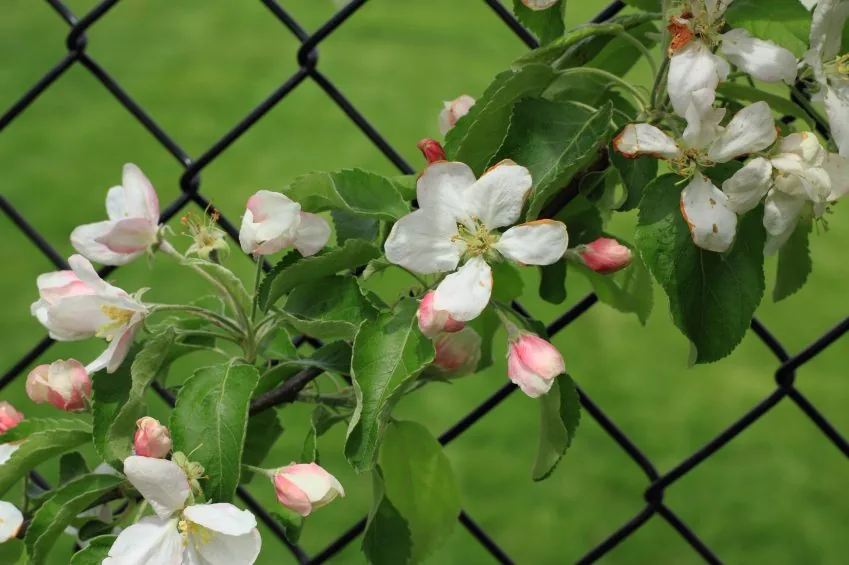Decorated-Chain-Link-Fence