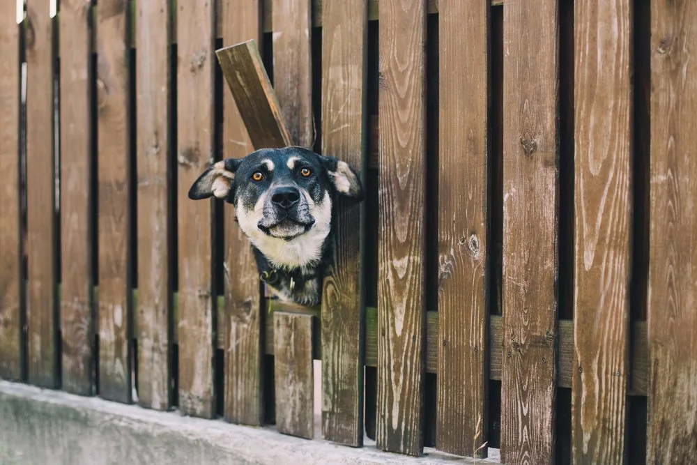 pet fences